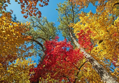 Plan a Virginia Getaway