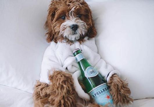 Plan Your Pet’s Stay 