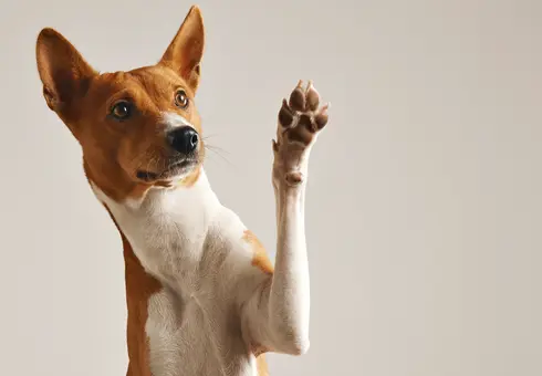 PET-FRIENDLY TRAVEL PERKS